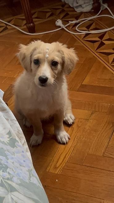 İtlər: Retriever, 3 ay, Dişi, Peyvəndli, Rayonlara çatdırılma, Ünvandan götürmə, Ödənişli çatdırılma — 3