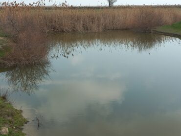 Torpaq sahələrinin satışı: Kənd təsərrüfatı — 7