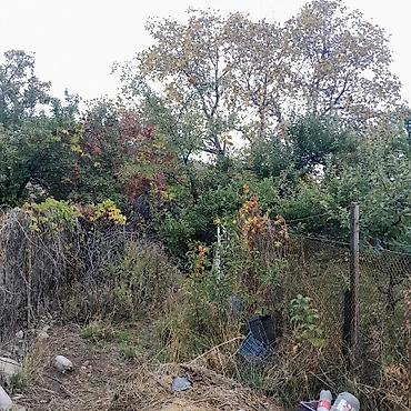 Продажа дач: Дачный участок с садовым домиком и плодовыми деревьями - Участок — 3