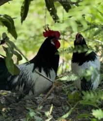 дома на продажу в бишкеке: Продам лакефельдер 2 петуха 12 кур по 2500 сразу всех