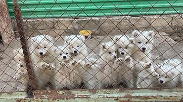 İtlər: Samoyed, Peyvəndli — 6