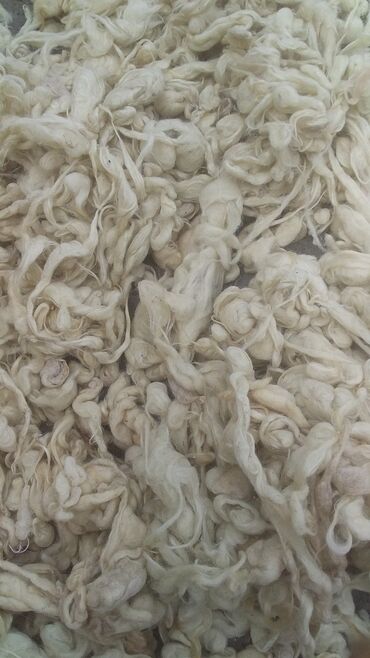 Yun: Yun satişi satışda yuyulmuş şamaxı yunu var qiymətlər keyfiyyətə — 14