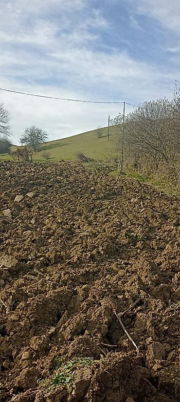 Torpaq sahələrinin satışı: Kənd təsərrüfatı — 3