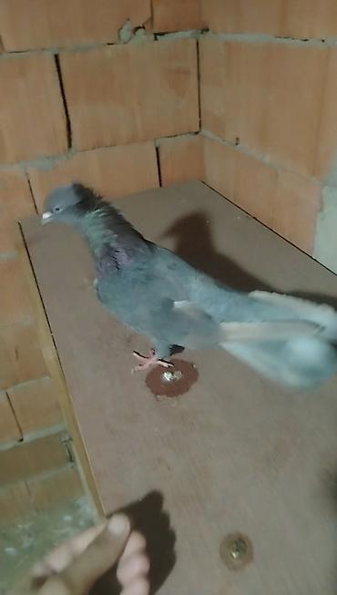 qus qaz: Bu deqe tutuldu kesiyde maraqli rengi var qeyri adi satilir — 2