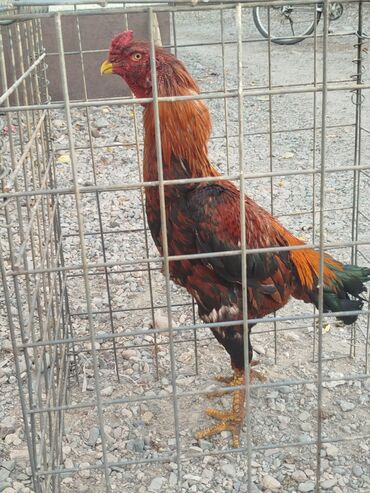 купить домик для кошки недорого: Продаю | Куры