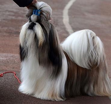 Продажа собак: ПРОДАЮТСЯ ЩЕНКИ ШИ-ТЦУ!!! 3 мальчика и 2 — 15