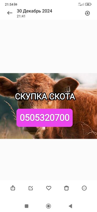 корова в рассрочку: Куплю | Коровы, быки, Лошади, кони | Круглосуточно, Любое состояние, Забитый