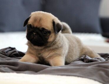 Psi: Na prodaju štenci mopsa, pažljivo vakcinisani i očišćeni od parazita — 2