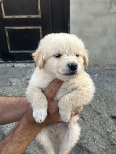 şirin it adları: Layka, 1 ay, Erkek, Cütləşmə üçün, Ünvandan götürmə