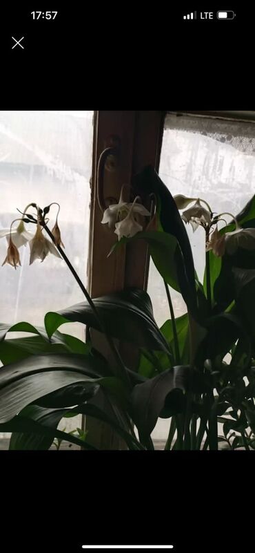 комнатные цветы беловодск: Продаю цветок для дома и офиса