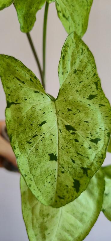 parnik salafan satilir: Syngonium green frickles. Tez böyüyen, rahat bitki. Bazar günü metro — 4