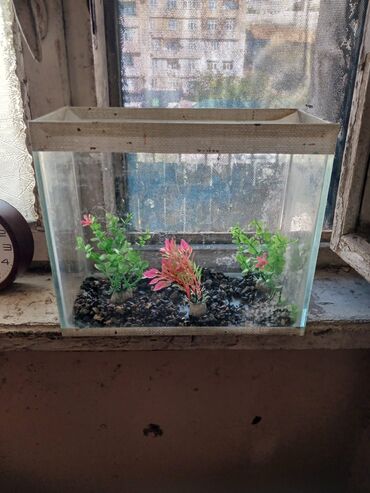 akvarım: Akvarium Balaca.olculeri 27 12 23normal veziyetde