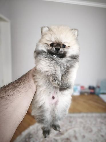 pomerian spits: Şpitz, 4 ay, Erkək, Peyvəndli, Ünvandan götürmə — 3