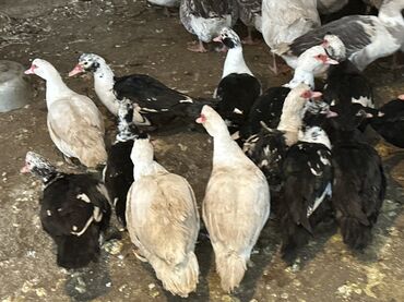 Другие животные: Индоутки — 6