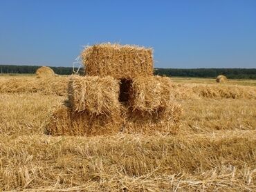 на ферме есть куры козлы и коровы: Продаётся тюки сена (разнотравье) 500 шт. Цена договорная. Адрес: село
