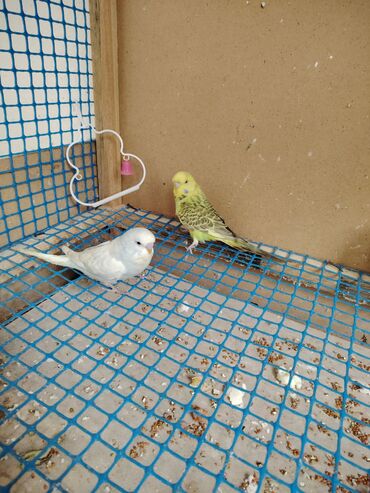 Tutuquşları: Çexlər tam sağlam quşlardı,ələ öyrətməyin tam vaxtıdı, iki üç — 4