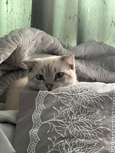 животные котенок: Британская короткошёрстная, 2 года, Мальчик, Кастрирована, Приучена к лотку, Проглистована
