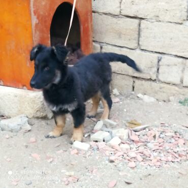 İtlər: 11 ay, Erkek, Ödənişli çatdırılma — 1