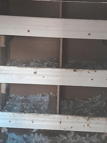 Yuvalar: Super möhkemdir 14 16 qusluqdur qiymet 30 a yendi unvan xirdalan bir — 3