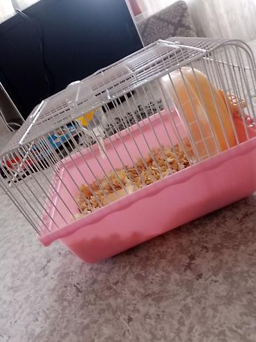 Gəmiricilər: Qəfəsi ilə birlikdə 30 manat Məhsul: Hamster (ağ tüklü, qara — 2
