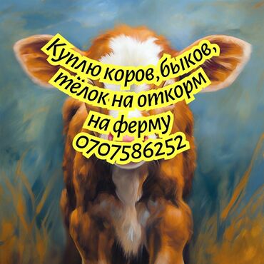 тёлка швиц: Куплю | Коровы, быки, Лошади, кони | Круглосуточно, На откорм, Самовывоз