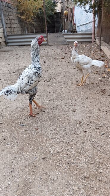 Toyuqlar: Toyuq, Damazlıq, Ünvandan götürmə — 12