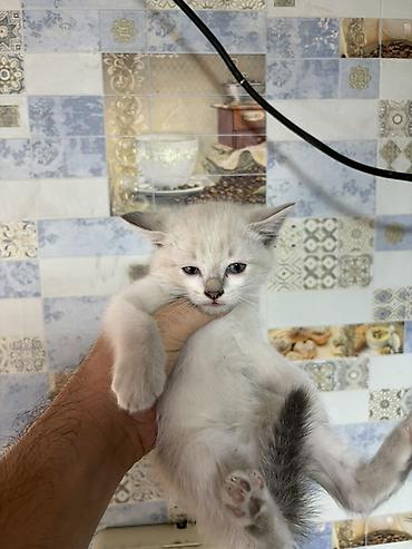 Отдам даром кошку: Котята домашние, пушистые, окрас дымчатый и колор‑пойнт (светлое тело — 9