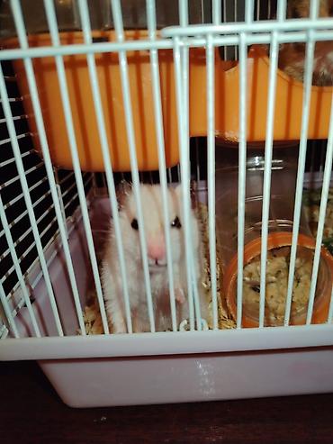 hamster near me: SATİLİR.5 balasi var qefes ustunde — 1