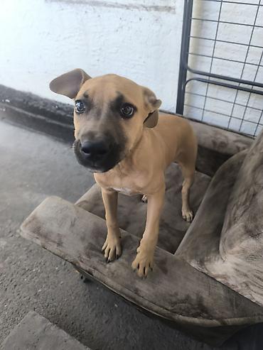 Продажа собак: ❤️🐾 Продам в хорошие руки питбуля Спарту! 🐾❤️ Знакомьтесь, это наша — 6