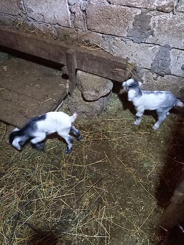 bala keci: 3 ana keci 2 si ekiz balali 1 i tek bala ile 1 eded de cepisdi. Unvan — 6