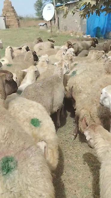kənd toyuqlarinin satisi: Dişi, il: 1, Damazlıq, Pulsuz çatdırılma — 7
