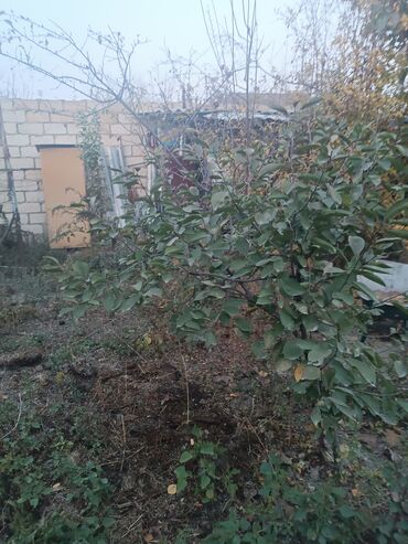 Divan və kreslo dəstləri: Yeni, Divan, 2 kreslo -da lalafo.az — 34 Divan və kreslo dəstləri: Yeni, Divan, 2 kreslo — 34