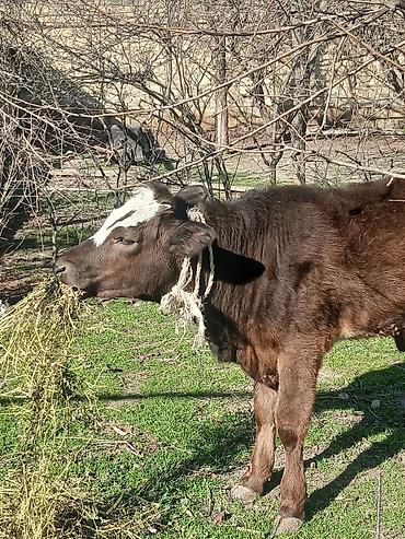 Dana, buzov: Diși göbəkli 7ayLlq disi danadlr. dananln anaslvə anaslnln anaslda — 11