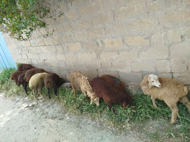 Mal-qara: Dişi, Qala, il: 1, 10 kq, Damazlıq, Ünvandan götürmə