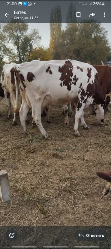 пш метр: Продаю | Корова (самка) | Для молока