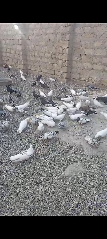 ev göyərçinləri: Məhsul: Ev göyərçinləri – müxtəlif rəng və naxışlarda sürü Təsvir: - — 2