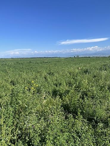 Корма для с/х животных: Беде тюк сатылат Сокулукта. 2-3 чү орум,беде суугарылган, гүлдөтүп — 6