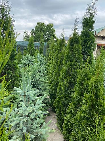 Туя: Продаем ели, туи, сосны и все виды хвойных растений! 🌲✨ Мы выращиваем — 5