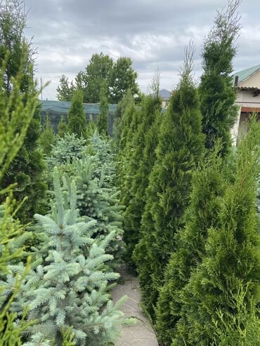 Декоративные деревья: Саженцы деревьев: Сосны, Самовывоз, Платная доставка at lalafo.kg — 15 Декоративные деревья: Саженцы деревьев: Сосны, Самовывоз, Платная доставка — 15