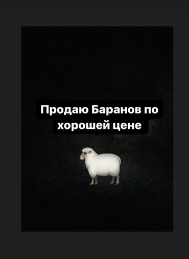 купить овец: Продаю Баранов по хорошей цене