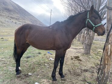 Лошади, кони: Продаю | Жеребец | Конный спорт — 10