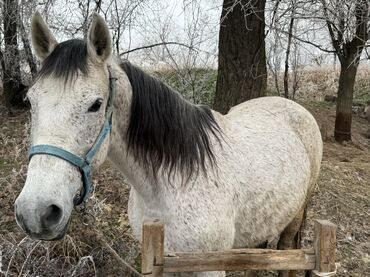 Лошади, кони: Продаю | Кобыла (самка) | Для молока, Рабочий | Мерин — 5