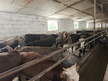 продажа щенков немецкой овчарки с документами в бишкеке: Сатам | Бука (эркек) | Ангус, Герефорд, Алатоолук | Бордоп семиртүү үчүн, Көбөйтүү үчүн | Жасалма уруктандырылган