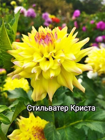 Другие садовые цветы и кустарники: Георгины — сортовые коллекционные. Подажа сортовых коллекционных — 9