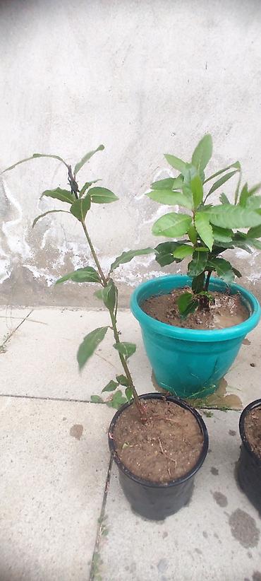sitili: Dəfnə ağacı (Laurus nobilis) – ətirli, keyfiyyətli və məhsuldar sort — 6