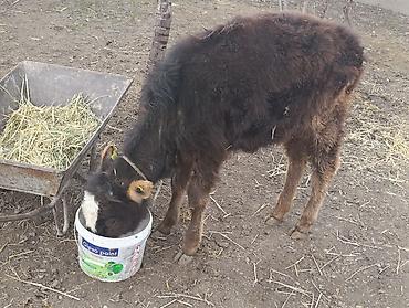 Коровы, быки: Продаю | Бык (самец) | Алатауская | Для разведения — 9