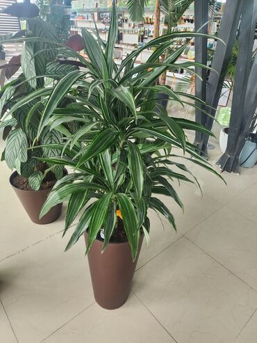 Otaq bitkiləri: Bitgi və dibçəklər — 7