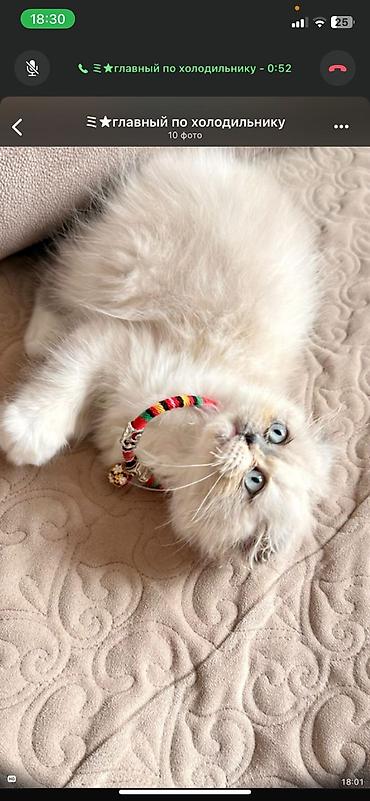 Pişiklər: Britan — 5