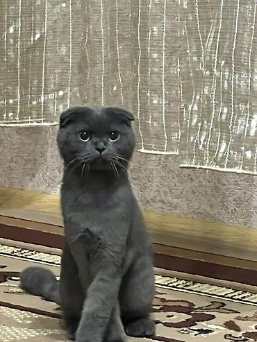 scottish fold satilir: Şotland yastı qulaq — 2