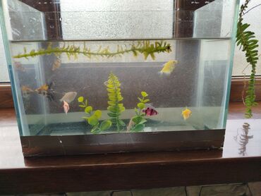 İtlər: Dördbucaq akvarium, Balıqlarla birlikdə, 5 l